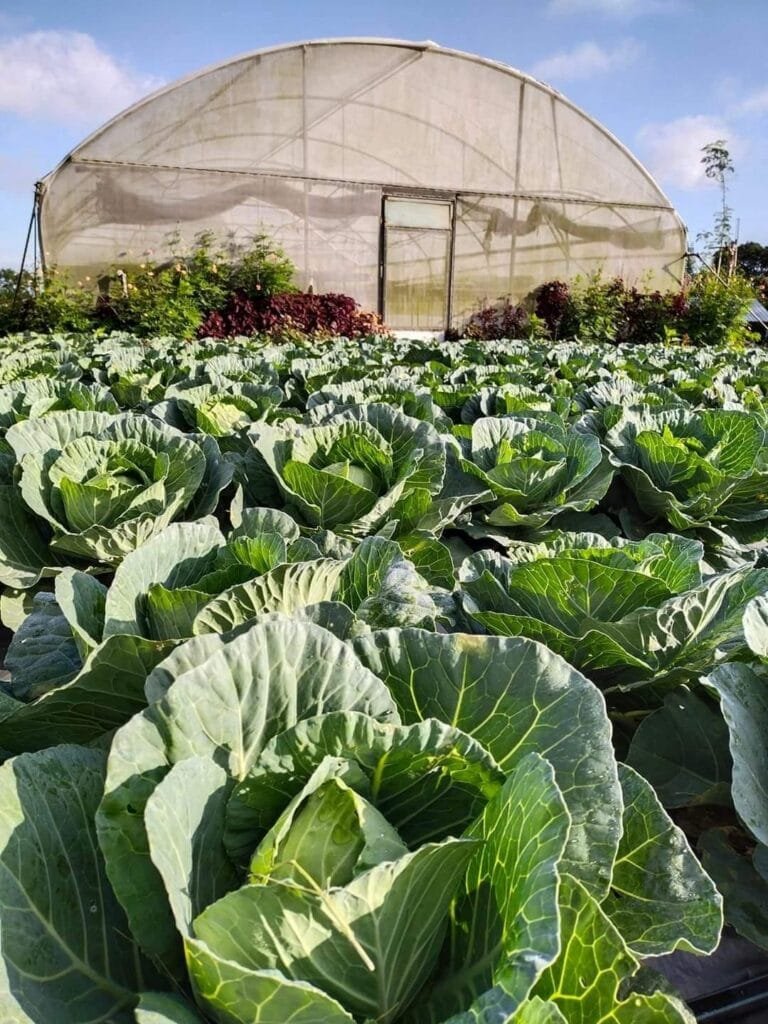Luntian Agri Eco Garden B&B Family Unit 2 Tagaytay