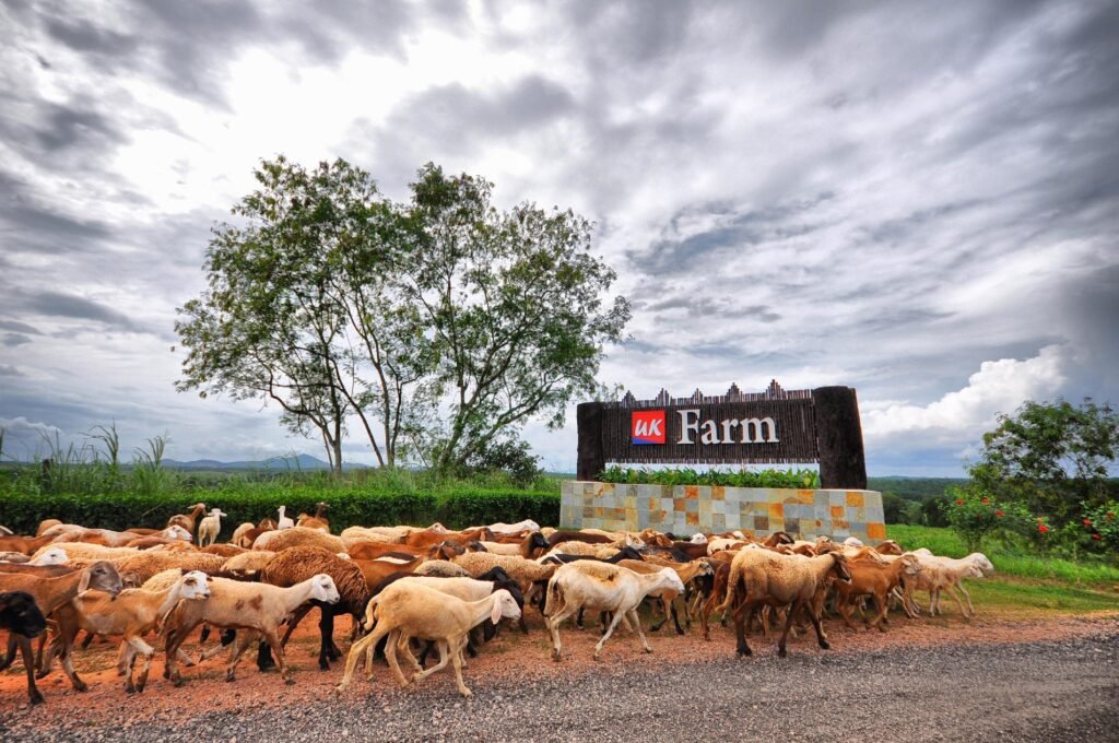 UK Farm Agro Resort