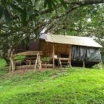 Luxury glamping tents and cozy hostel lounge areas surrounded by tropical palm trees at Cebu Hostel and Glamping in Cebu, Philippines.