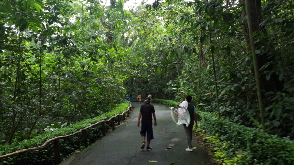 A vibrant, sun-drenched view of the lush green forest canopy, walking trails, and eco-tourism attractions inside La Mesa Ecopark in Quezon City, Metro Manila, Philippines.