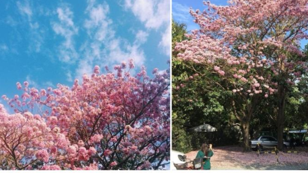 Cherry Blossom Season 2026: Where to See Them in the Philippines