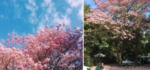 Cherry Blossom Season 2026: Where to See Them in the Philippines