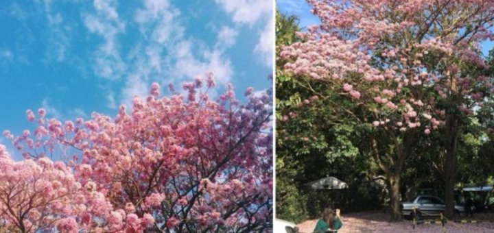 Cherry Blossom Season 2026: Where to See Them in the Philippines