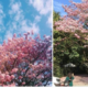 Cherry Blossom Season 2026: Where to See Them in the Philippines