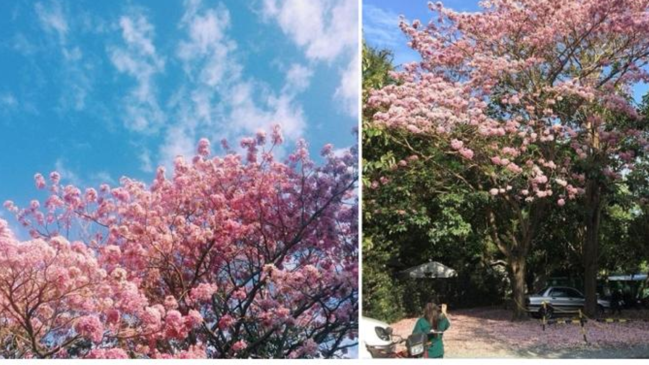 Cherry Blossom Season 2026: Where to See Them in the Philippines