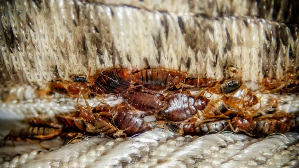 Here's how to tell if your hotel room has bed bugs, according to experts