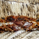 Here's how to tell if your hotel room has bed bugs, according to experts