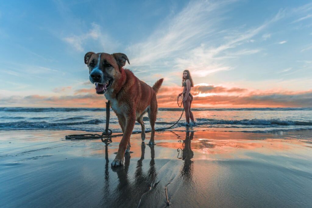 Paws & Paradise: The Best Dog-Friendly Beaches in the Philippines (2026 Guide)