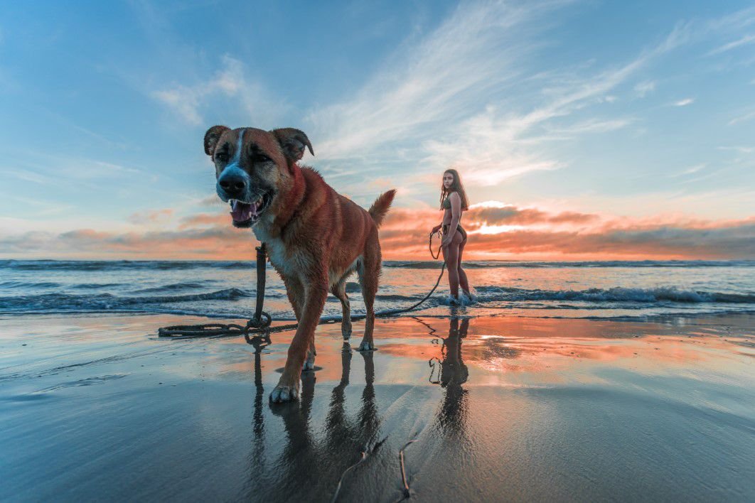 Paws & Paradise: The Best Dog-Friendly Beaches in the Philippines (2026 Guide)